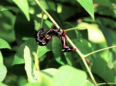 Oraesia emarginata