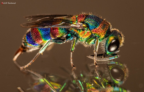 Rainbow cuckoo wasp (Chrysis mionii) · iNaturalist