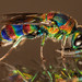 Rainbow Cuckoo Wasp - Photo (c) Rudolph Steenkamp, some rights reserved (CC BY-NC), uploaded by Rudolph Steenkamp