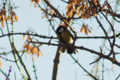 Parus major