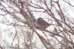 Passer montanus