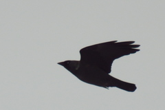 Corvus monedula