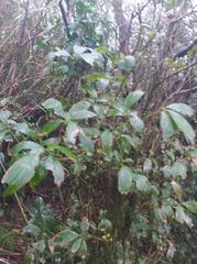 Clerodendrum cyrtophyllum