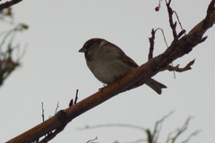 Passer domesticus