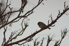 Passer domesticus