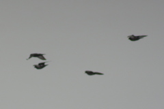 Columba livia domestica