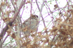 Passer domesticus