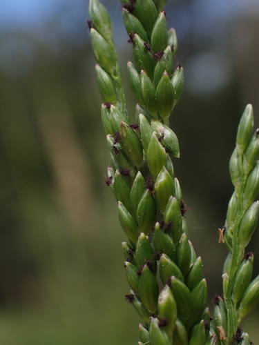 Entolasia marginata