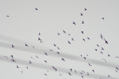 Columba livia domestica