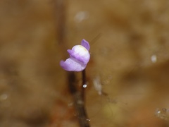 Utricularia minutissima