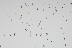 Columba livia domestica