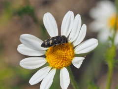 Acmaeoderella flavofasciata
