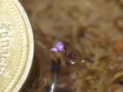 Utricularia minutissima