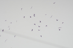 Columba livia domestica