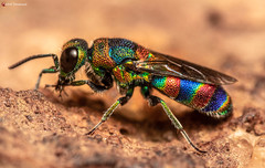 Chrysis mionii
