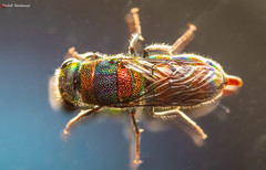 Chrysis mionii