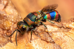 Chrysis mionii