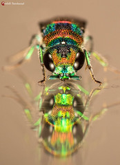 Chrysis mionii