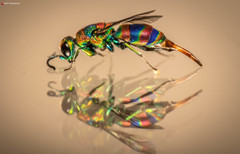 Chrysis mionii