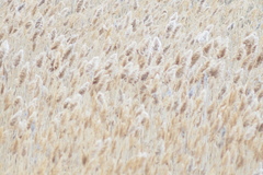 Phragmites australis