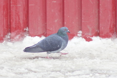 Columba livia domestica