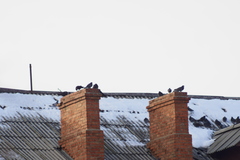 Columba livia domestica