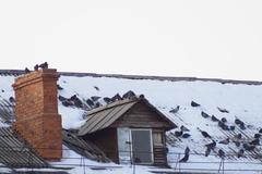 Columba livia domestica
