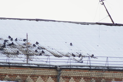 Columba livia domestica