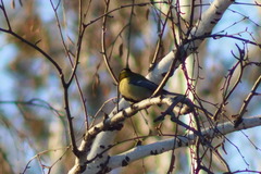 Parus major