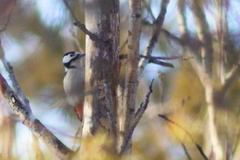 Dendrocopos major