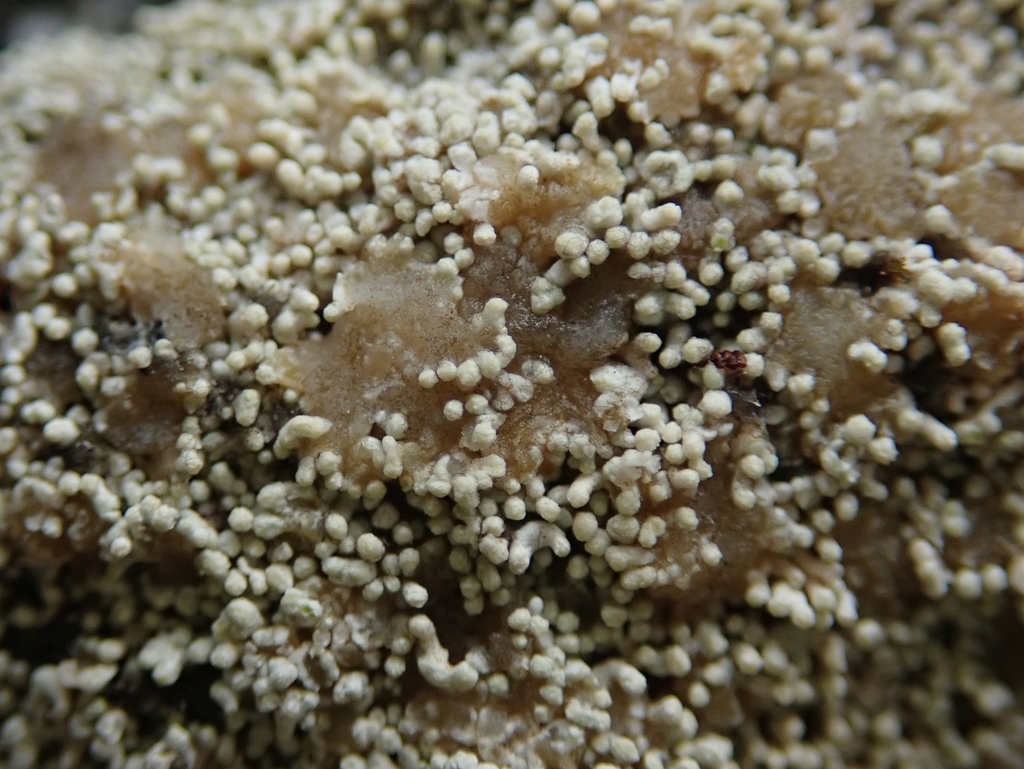 Coccotrema porinopsis