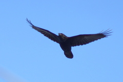 Corvus corax