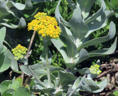 Senecio lanceus