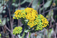 Senecio lanceus