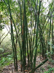 Bambusa oldhamii