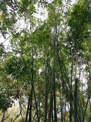 Bambusa oldhamii