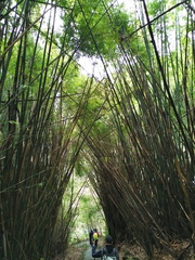 Bambusa pachinensis