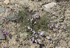Astragalus subuliformis