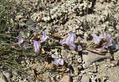 Astragalus subuliformis