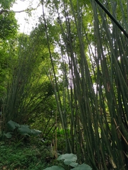 Bambusa pachinensis