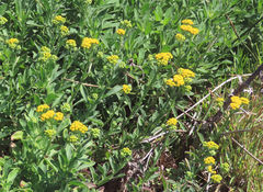 Nidorella auriculata