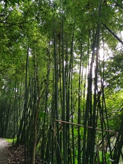 Bambusa pachinensis