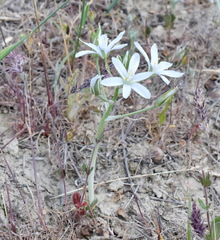 Ornithogalum navaschinii