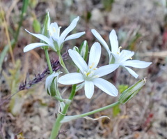 Ornithogalum navaschinii