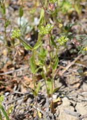 Valerianella muricata