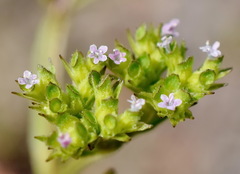 Valerianella muricata