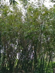 Bambusa oldhamii