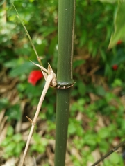 Chimonobambusa quadrangularis