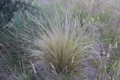 Festuca novae-zelandiae