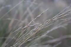 Festuca novae-zelandiae